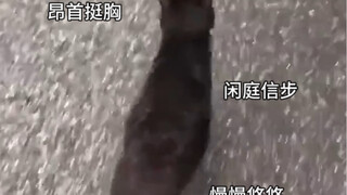 Kucing sapi perah diikuti seseorang sepanjang jalan tanpa menyadarinya, akhirnya malah kaget ketakut