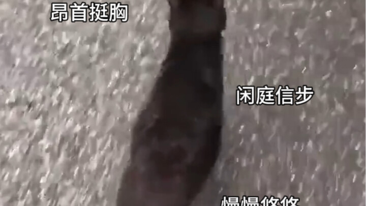 Mèo bò sữa bị người ta theo suốt một đoạn đường mà không hề phát hiện ra, cuối cùng còn bị giật mình