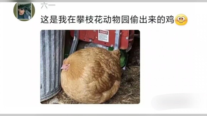 Cười bò luôn, ai mà ngờ đi một chuyến đến Sở thú Panzhihua lại thấy “toàn là heo” – phần bình luận c