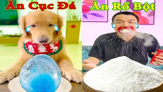 Thú Cưng TV | Tứ Mao Đại Náo #24 | Chó Golden Gâu Đần thông minh vui nhộn | Pets cute smart dog