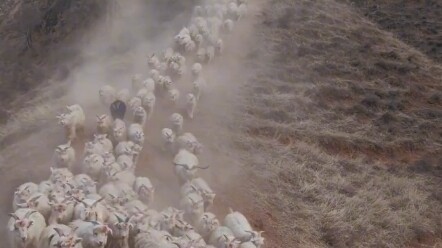 Chú chó chăn cừu hơn 2 tháng tuổi dẫn đàn cừu hơn 400 con xuống núi uống nước, khí thế như ngàn quân