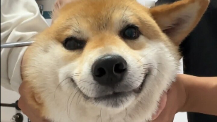 How does a mature male dog bark?