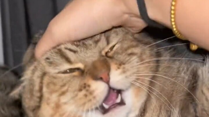 Cat: “Humans are so annoying!!!”