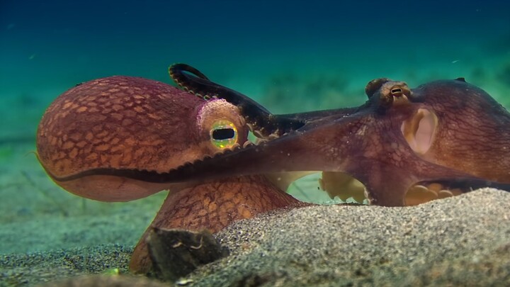 “หากความรักยืนยาวนิรันดร์ แล้วไฉนจึงต้องคำนึงถึงขอบเขตและกฎเกณฑ์”