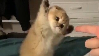 "A man who knows the times is a handsome cat!"