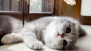 Lulu a kitten who was cheerfully invited while playing