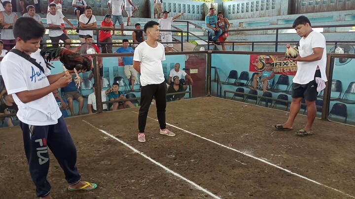 April 25 3cock ulotan 1st fight win