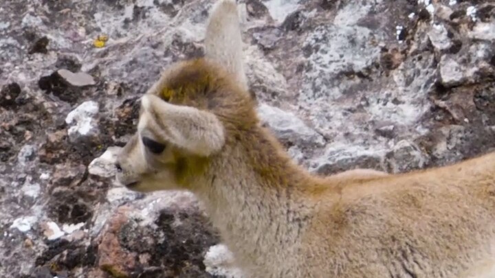 The national second-level protected animal—the blue sheep. That last little lamb must be thinking ab