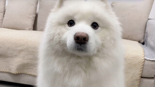 A puppy throws trash after drinking yogurt