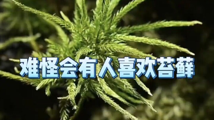 Who wouldn’t love moss, with its incredible resilience?