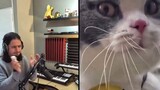 I made the anger of my cat into a song, so so so crazy