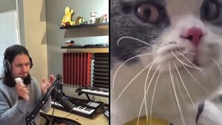 I made the anger of my cat into a song, so so so crazy