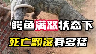 鳄鱼满怒状态下的死亡翻滚有多猛？#鳄珍#鳄珍鳄鱼酒#养生酒