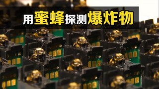 The incredible minesweeper: Bee! How to become an explosives detection expert through training?