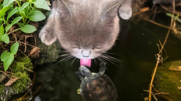 猫:喝点王八汤。龟:必须吃上肉