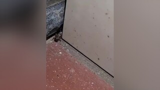 cận cảnh con dế kêu nhé. Mình là youtuber Kỳ Hóm Hỉnh nhóe.kỳhómhỉnh TiengHetDangYeu TikTokHuongNghiep