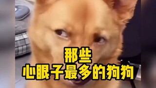 Those dogs with the most thoughts, let's see which one is the best