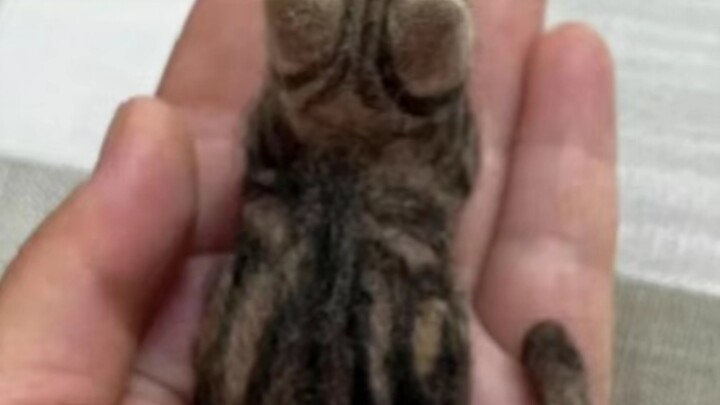 Apakah kucing kecil imut dan menggemaskan ini akan disukai oleh seluruh dunia?