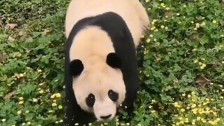 Mei Xiang dan keluarganya muncul pertama kali setelah pulang ke rumah, menunjukkan bahwa mereka dala