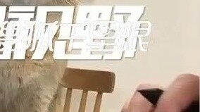 Accompanying owner working overtime! The cat can't hold back and dozes off, with its head bent 90 de