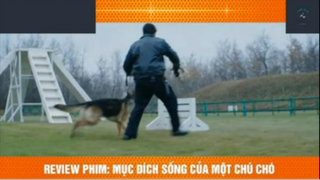 REVIEW PHIM : Mục đích sống của 1 chú chó (p5) #rvphimcuocsong