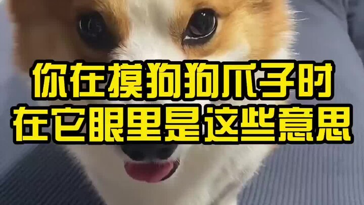 Khi bạn sờ vào chân chó, trong mắt nó thì đó có nghĩa là thế này...