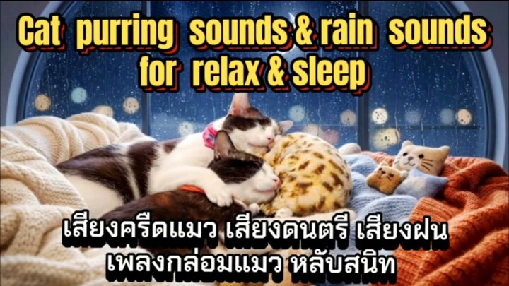Cat purring sounds & rain sounds for relaxing & sleeping #cat #catsleepmusic #sleepmusic #relaxing