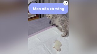 Ai rồi cũng phải não cá vàng thôi 🐟 nhacona meow trend xuhuong mèo fypシ cat