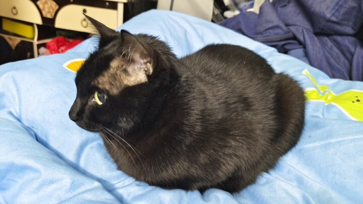 กฎของเหมียว ซุ่นเหมียว อีจีที่ถูกทำให้กลายเป็น江南สไตล์โดย oiiaiooiiiai