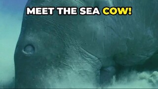 Did You Know? The Sea Cow's Secret Life!