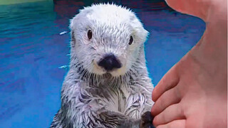 How adorable is a baby sea otter that can shake hands?
