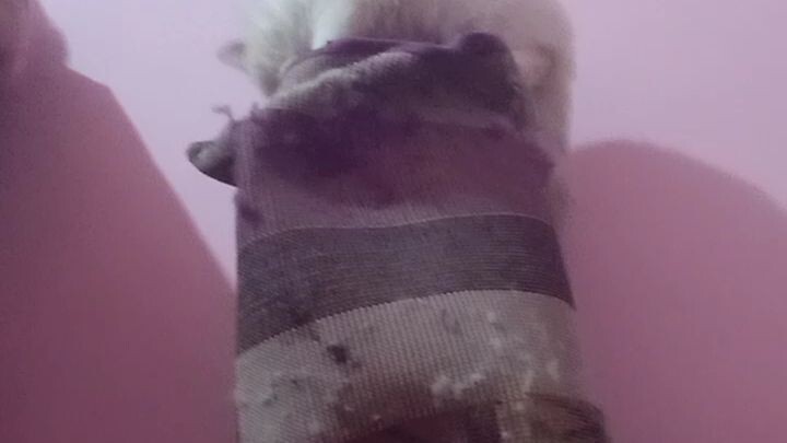 rawat kucing orng