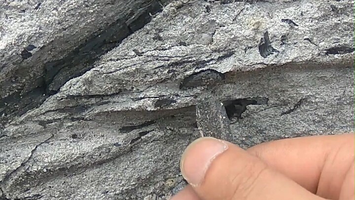Evidence has been found: coal is formed from ancient trees.