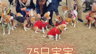 Pesta Beagle, bertemu 74 ekor Beagle 😄