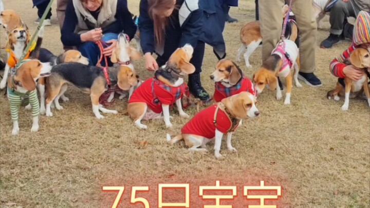 Pesta Beagle, bertemu 74 ekor Beagle 😄