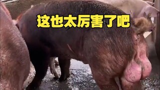 This is just too amazing!