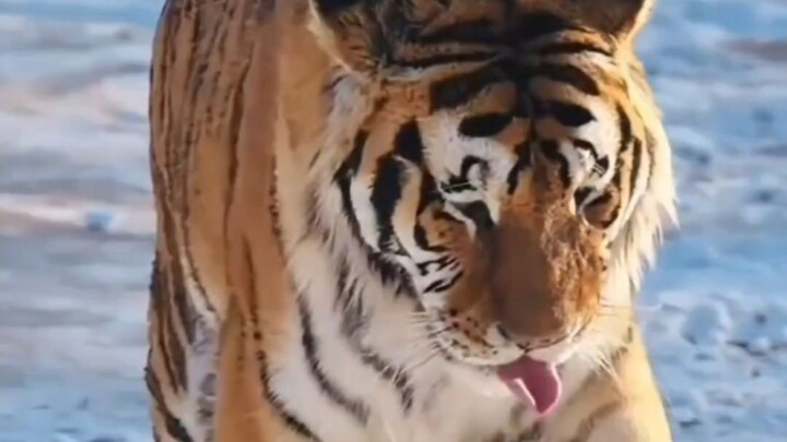 It was as if she had truly heard the mournful wail of Changbai Mountain.