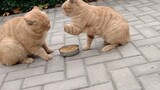 [Satwa] [Cat Person] Menjinakkan dua kucing jalanan ini setelah sekian lama