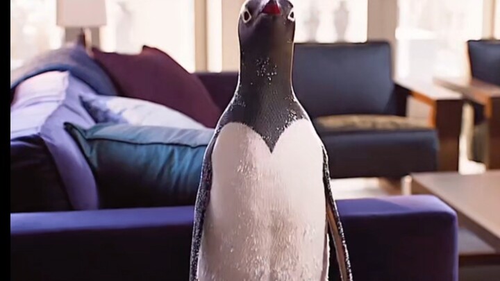 The heirloom his father left him turned out to be a penguin!