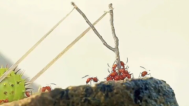 A war started by a sugar cube.