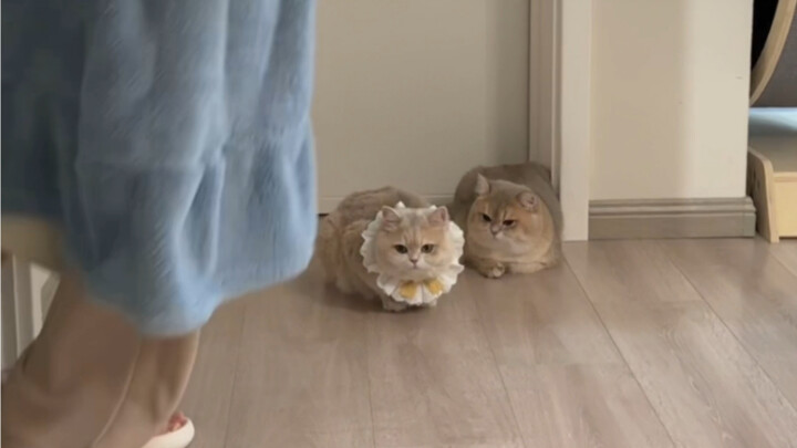 When my girlfriend's foot was injured and my cat found it, but what happened was this