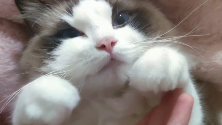 Seperti yang kita ketahui, kucing Ragdoll sebenarnya hanyalah sebuah mainan...