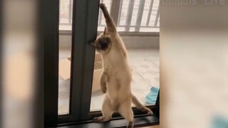 据说这是youtube点击率最高的宠物沙雕集锦
