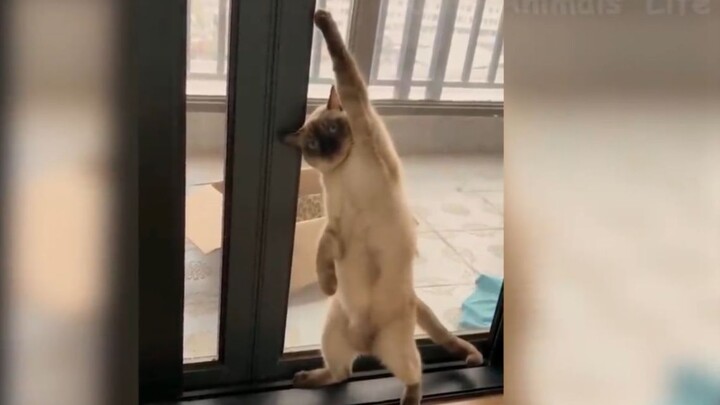 据说这是youtube点击率最高的宠物沙雕集锦
