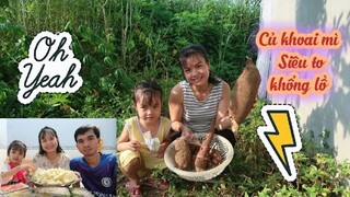 #98: Cận cảnh thu hoạch bụi khoai mì trồng hơn một năm làm nồi khoai mì hấp ngon bá cháy