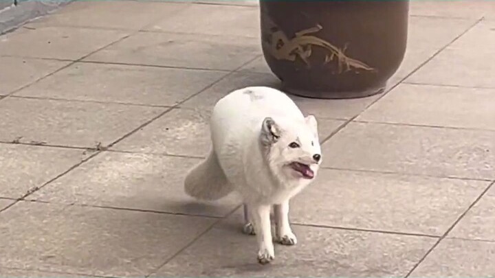 الثعلب الصغير المشرد تبنّاه العجوز في مركز الاحتجاز، وبعد عام أصبح سمينًا مثل كرة! #كل_حياة_تستحق_ال