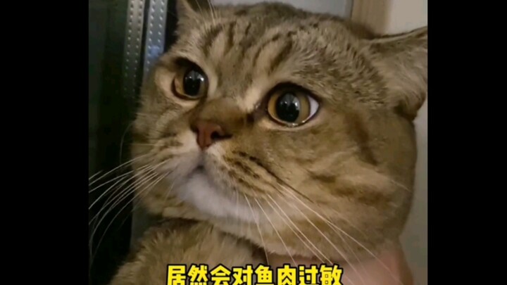 I suspect my cat is actually a human in disguise… “So that’s the kind of kitty you are!” Silly Cat’s