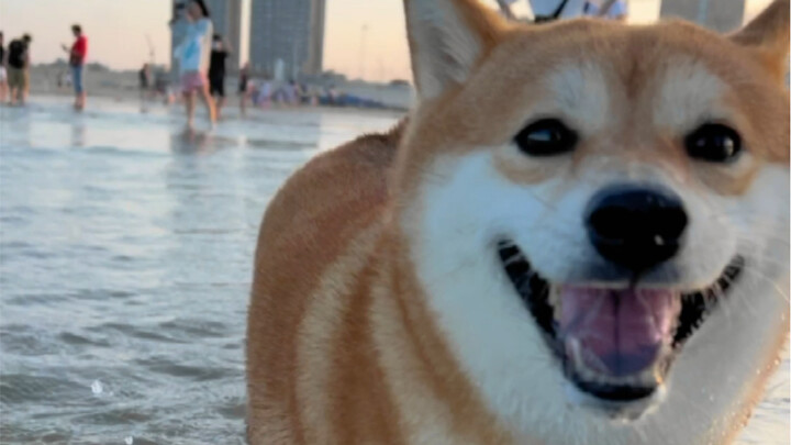 A dog who’s seen the world really is something else!
