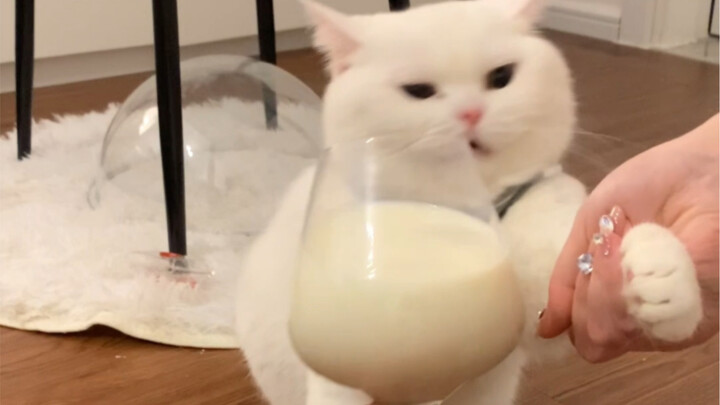 十斤的猫 九斤反骨