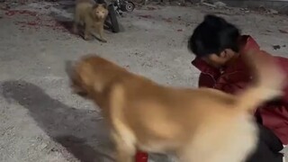 كادت أن تنفجر من الضحك، الجرو يطلق الألعاب النارية